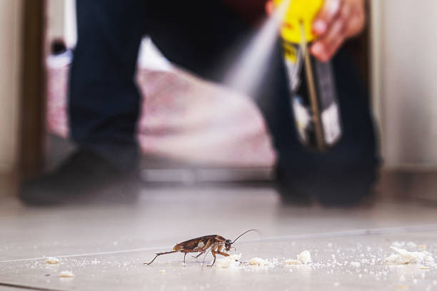 Best Flea Control Services  in Carlyss, LA