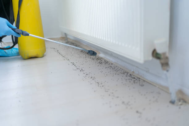 Best Flea Control Services  in Carlyss, LA